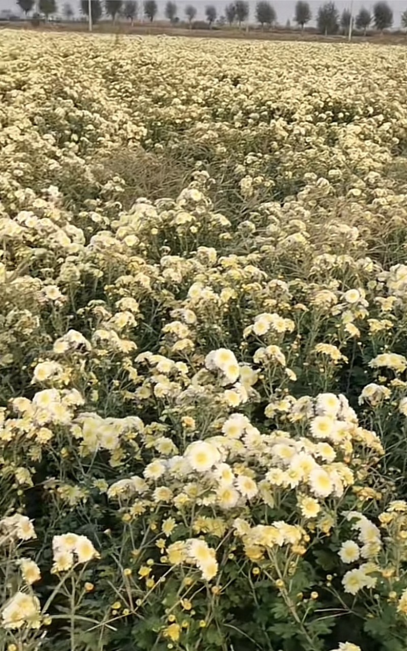 地道怀菊花中药材菊花茶无硫一手货源欢迎来电采购