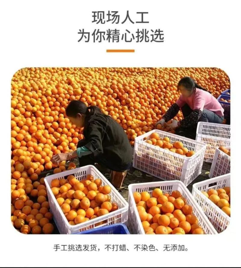 赣南脐橙实力代办，公平公正，不偏袒任何一方！客户至上！
