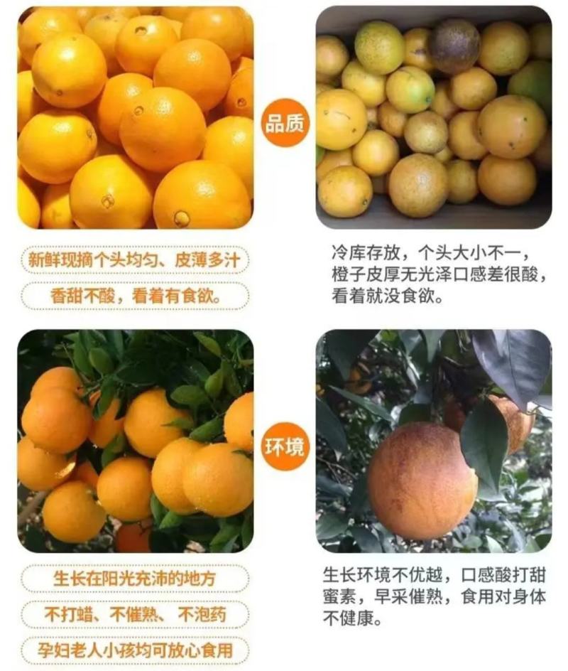 赣南脐橙实力代办，公平公正，不偏袒任何一方！客户至上！