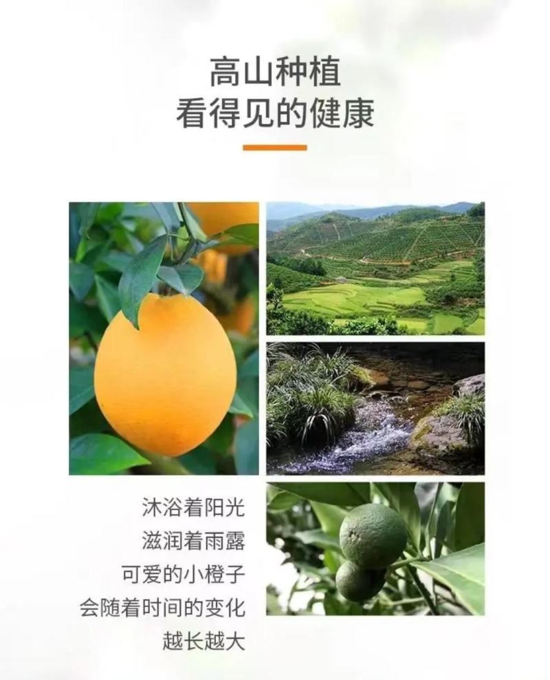 赣南脐橙实力代办，公平公正，不偏袒任何一方！客户至上！