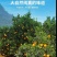 赣南脐橙实力代办，公平公正，不偏袒任何一方！客户至上！