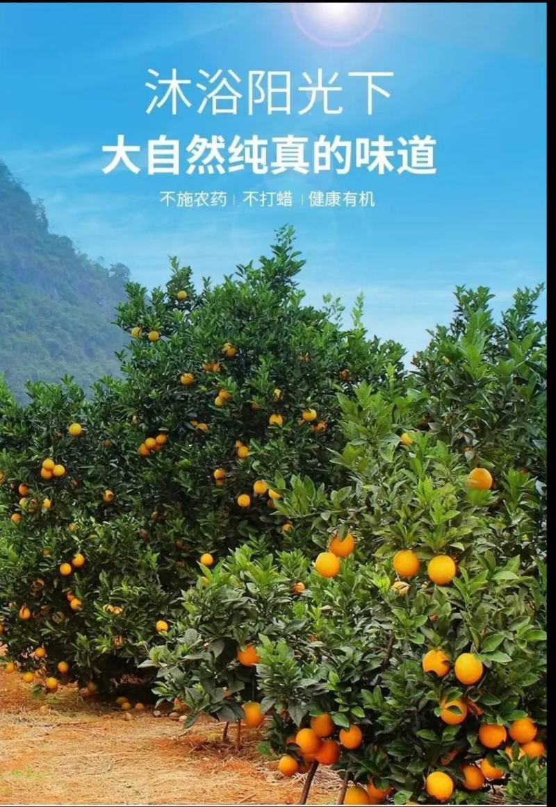 赣南脐橙实力代办，公平公正，不偏袒任何一方！客户至上！