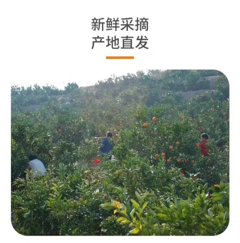 赣南脐橙实力代办，公平公正，不偏袒任何一方！客户至上！