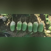 大量出售青萝卜