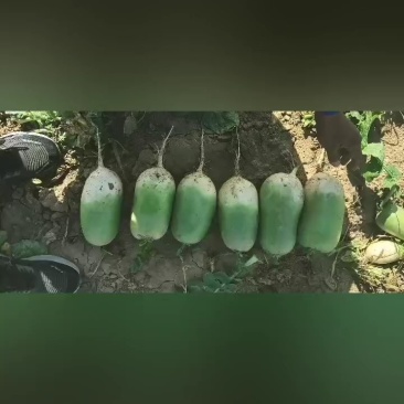 大量出售青萝卜