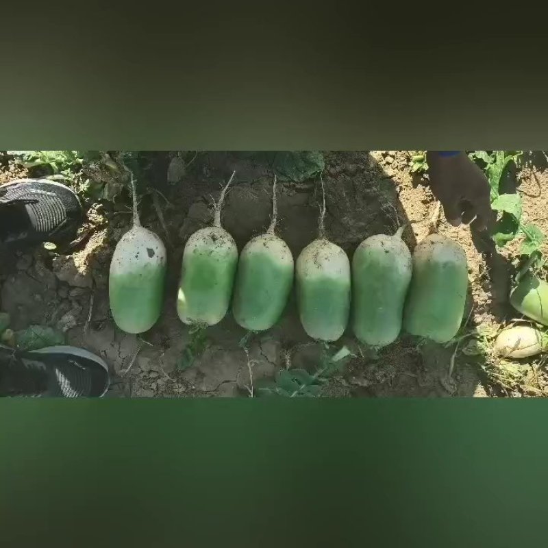 大量出售青萝卜