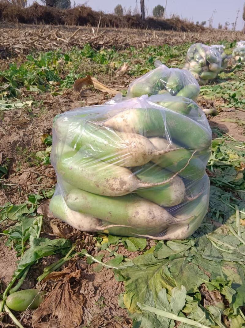 大量出售青萝卜