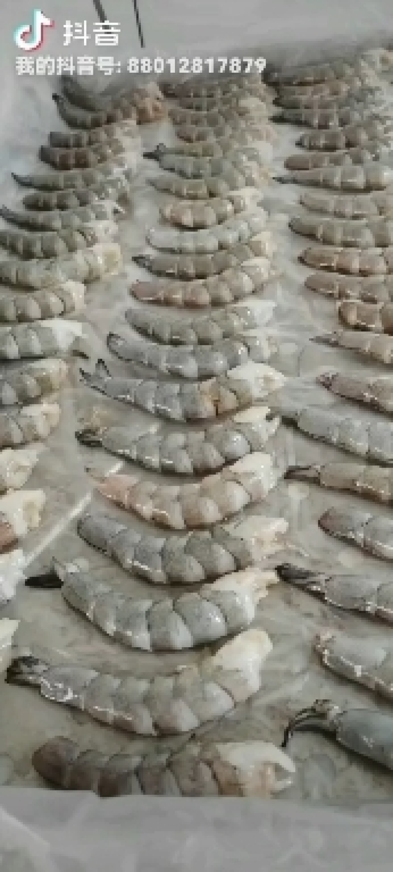 南美白大虾活虾速冻鲜虾仁无冰衣无泡发电商团购一件代发