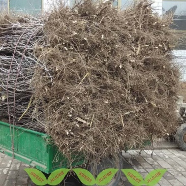 供应占地枣树苗占地枣苗