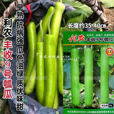 利农丰收9号瓠瓜种子长户子种子特长瓠子瓜种籽蒲瓜种子