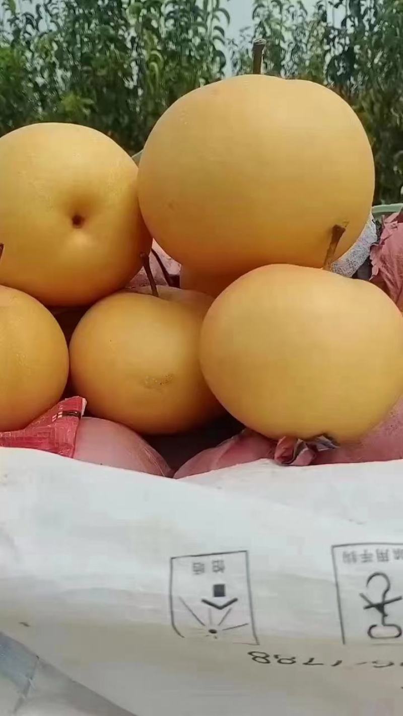 宁陵秋月梨大量有货，代办经验丰富，一条龙服务。欢迎咨询