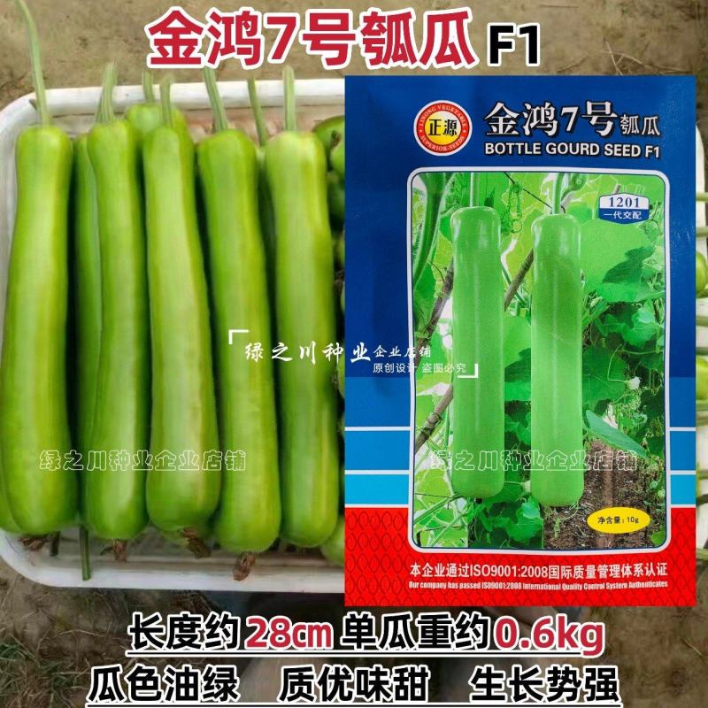 瓠子瓜品种正源金鸿7号瓠瓜种子瓜色油绿蒲瓜种子高产户子种