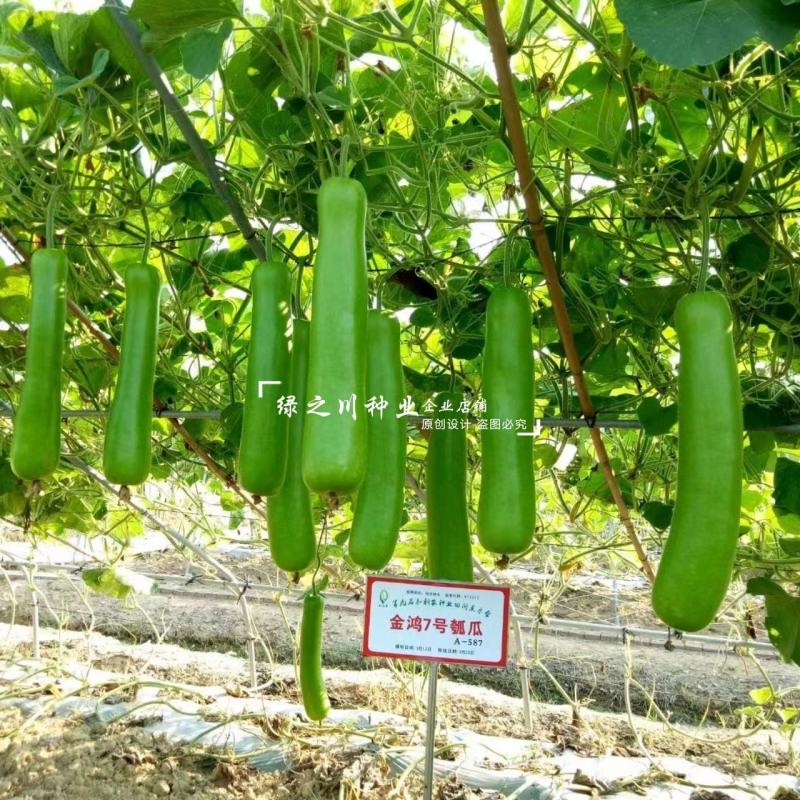 瓠子瓜品种正源金鸿7号瓠瓜种子瓜色油绿蒲瓜种子高产户子种