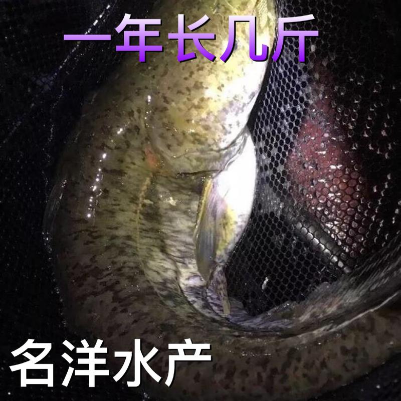 南方大口鲶鱼苗两胡子鲶鱼鱼塘清理小杂鱼能手冷水鲶鱼