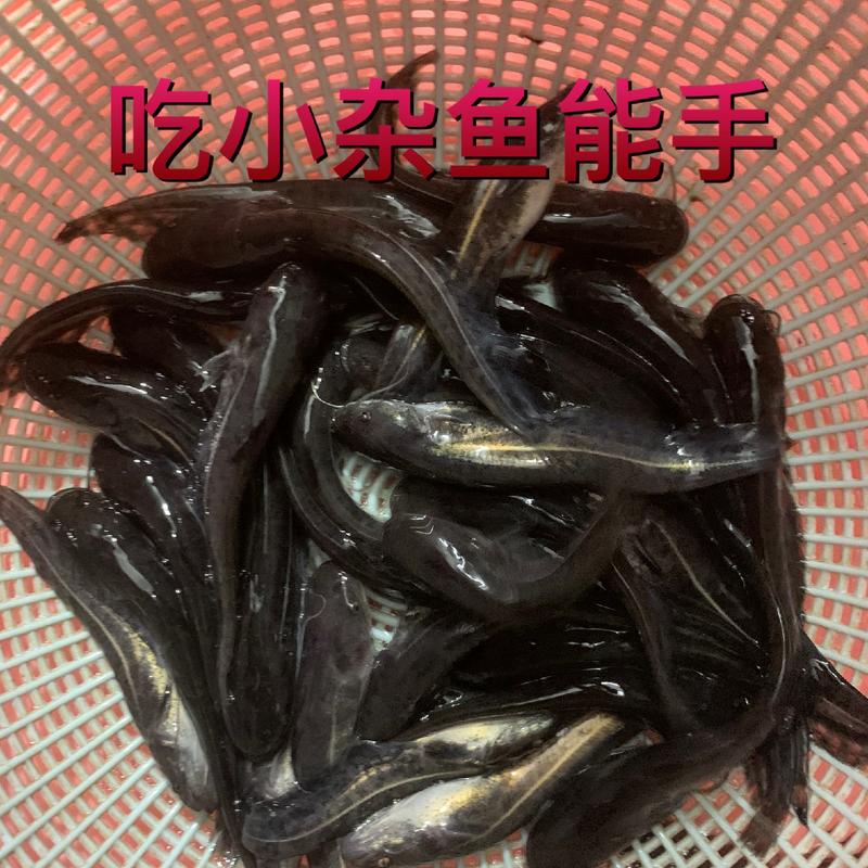 南方大口鲶鱼苗两胡子鲶鱼鱼塘清理小杂鱼能手冷水鲶鱼