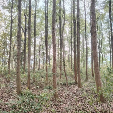 广玉兰，香樟，色块苗，草皮