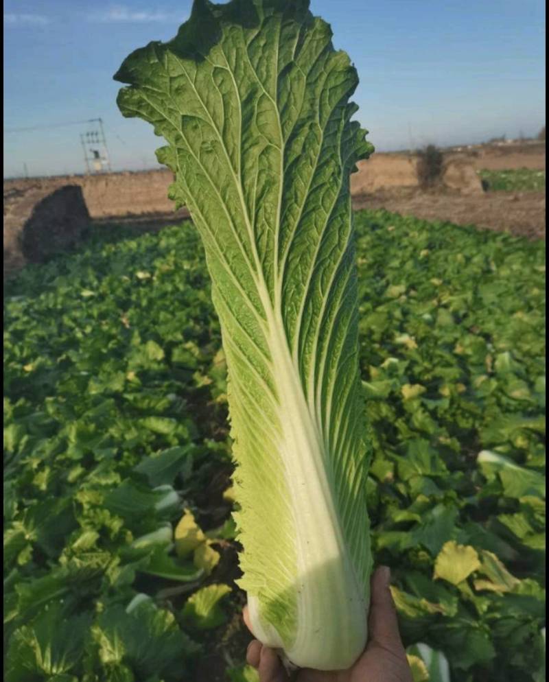 青麻叶大白菜秋绿60白菜产地直供价格便宜对接全国