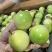 海南钦密9号黄金百香果