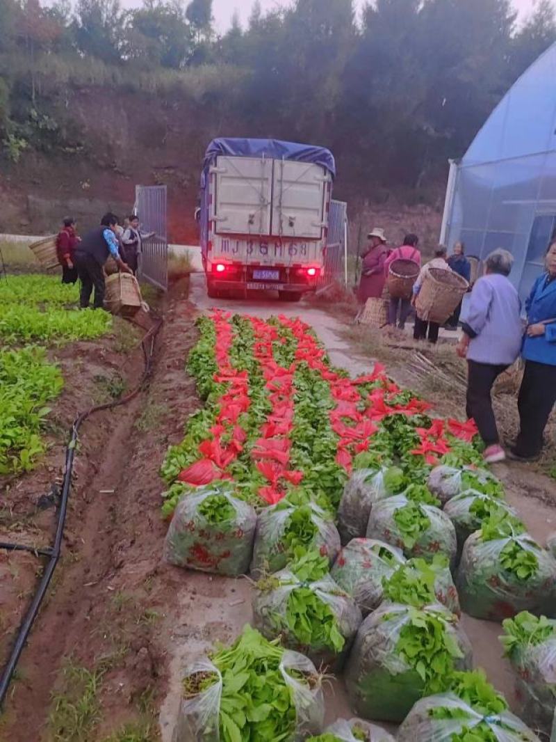 油菜苗，压地苗大量基地直供，量大从优，全国发货