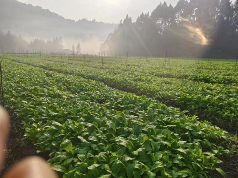 油菜苗，压地苗大量基地直供，量大从优，全国发货