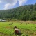 油菜苗，压地苗大量基地直供，量大从优，全国发货