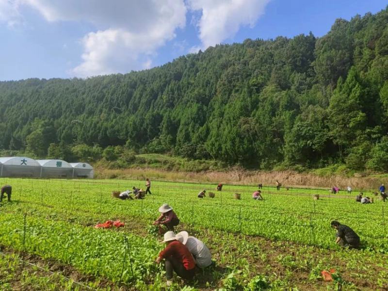 油菜苗，压地苗大量基地直供，量大从优，全国发货