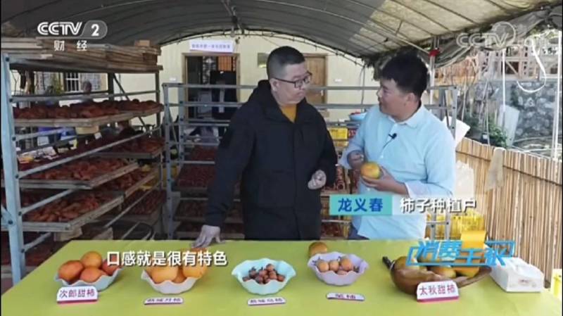 太秋甜柿苗以价格与质量赢合作根须发达芽眼饱满