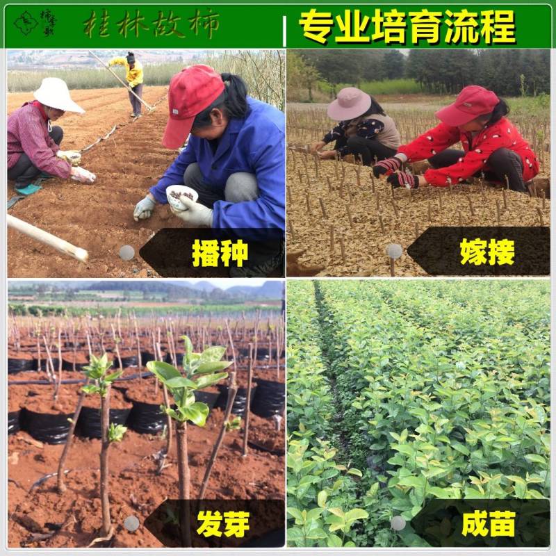 太秋甜柿苗以价格与质量赢合作根须发达芽眼饱满