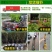 太秋甜柿苗以价格与质量赢合作根须发达芽眼饱满