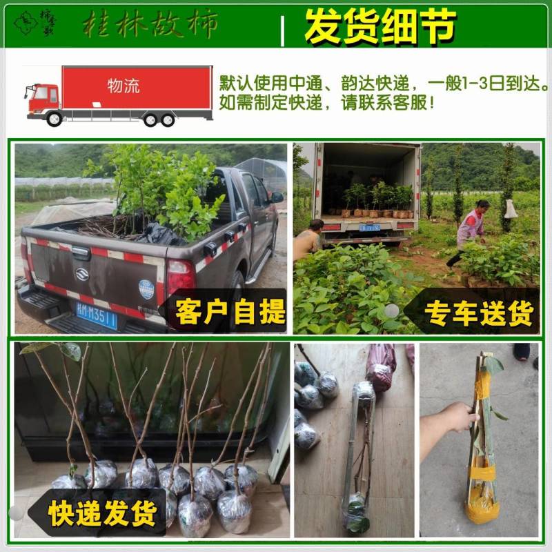 太秋甜柿苗以价格与质量赢合作根须发达芽眼饱满