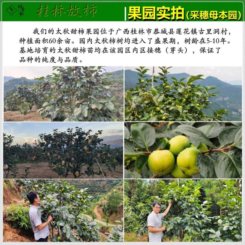 太秋甜柿苗以价格与质量赢合作根须发达芽眼饱满