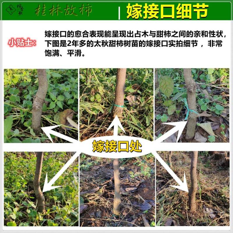太秋甜柿苗以价格与质量赢合作根须发达芽眼饱满
