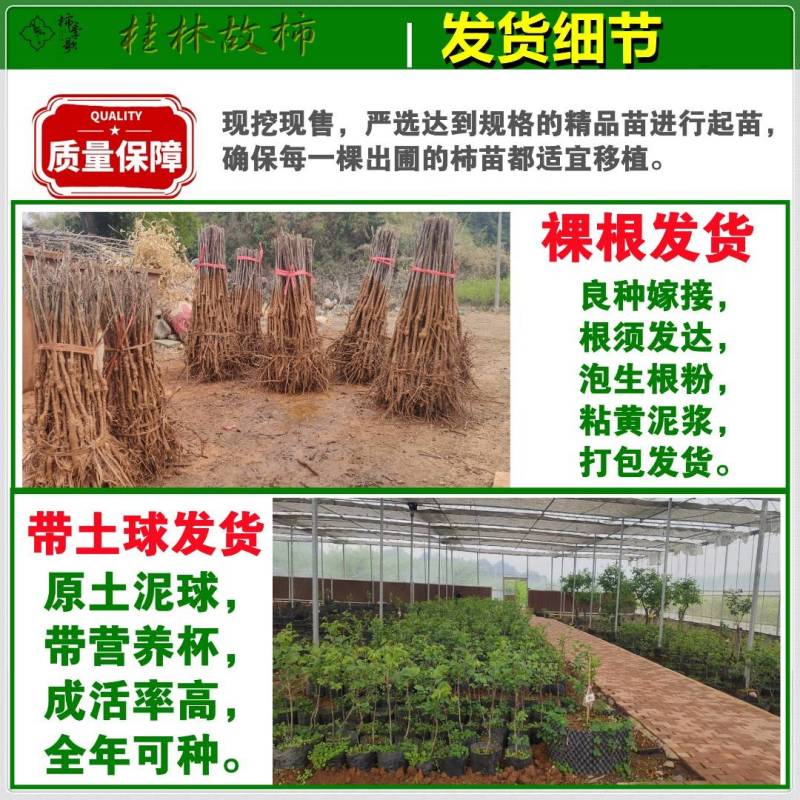太秋甜柿苗以价格与质量赢合作根须发达芽眼饱满