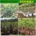 太秋甜柿苗以价格与质量赢合作根须发达芽眼饱满