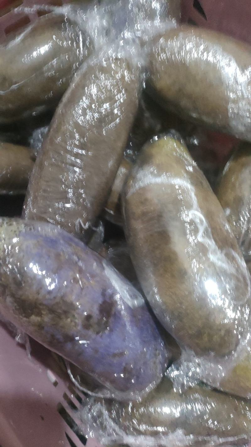 新品种少籽八月瓜苗