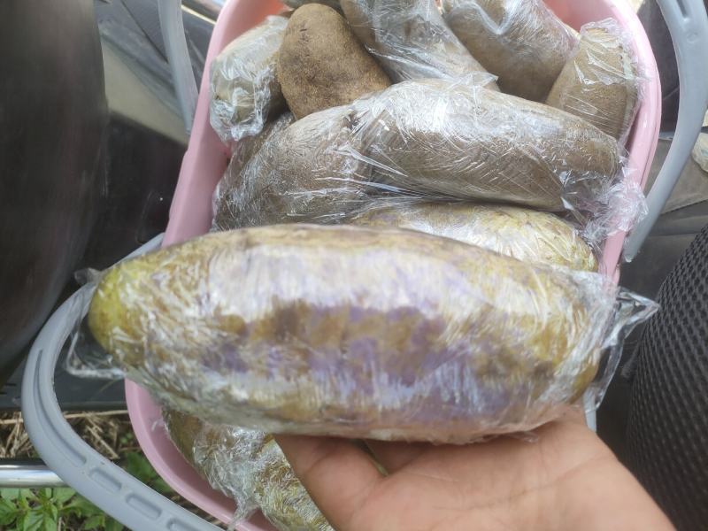 新品种少籽八月瓜苗