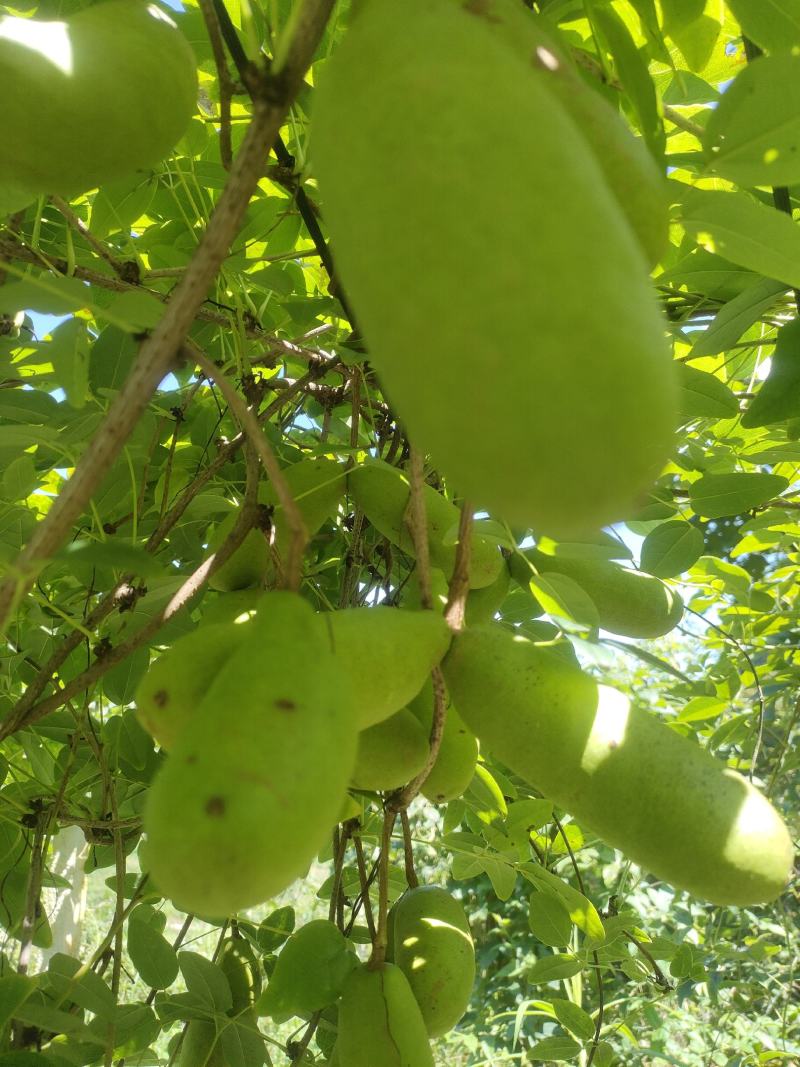 新品种少籽八月瓜苗