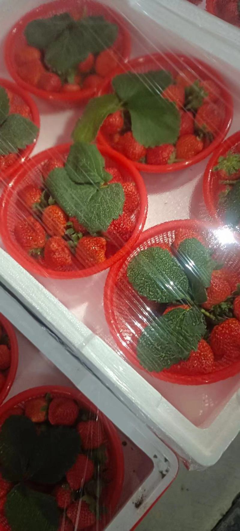 藏香草莓