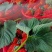 藏香草莓