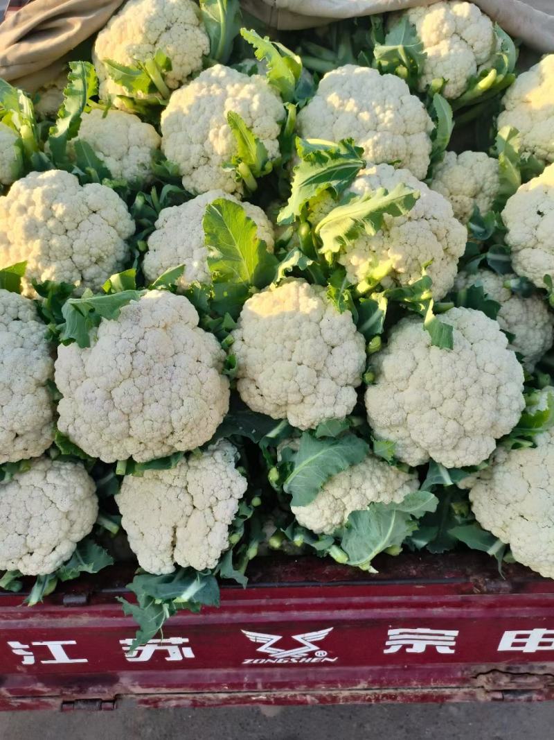 南阳新野精品松花菜产地一手货源规格齐全欢迎来电咨询