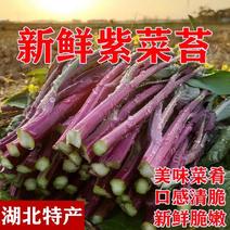 菜苔白菜苔油菜苔红菜苔西兰苔广东菜心欢迎订购