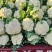 南阳新野精品松花菜产地一手货源规格齐全欢迎来电咨询