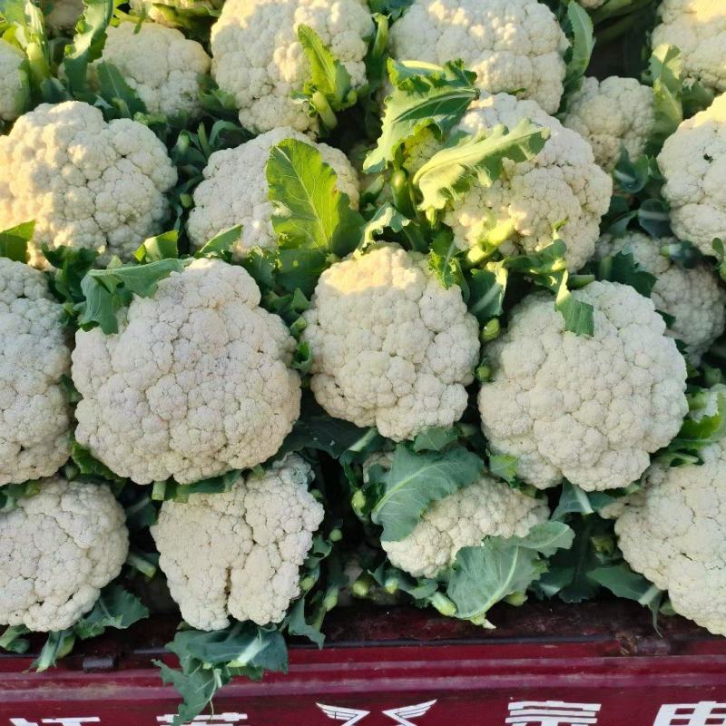 南阳新野精品松花菜产地一手货源规格齐全欢迎来电咨询