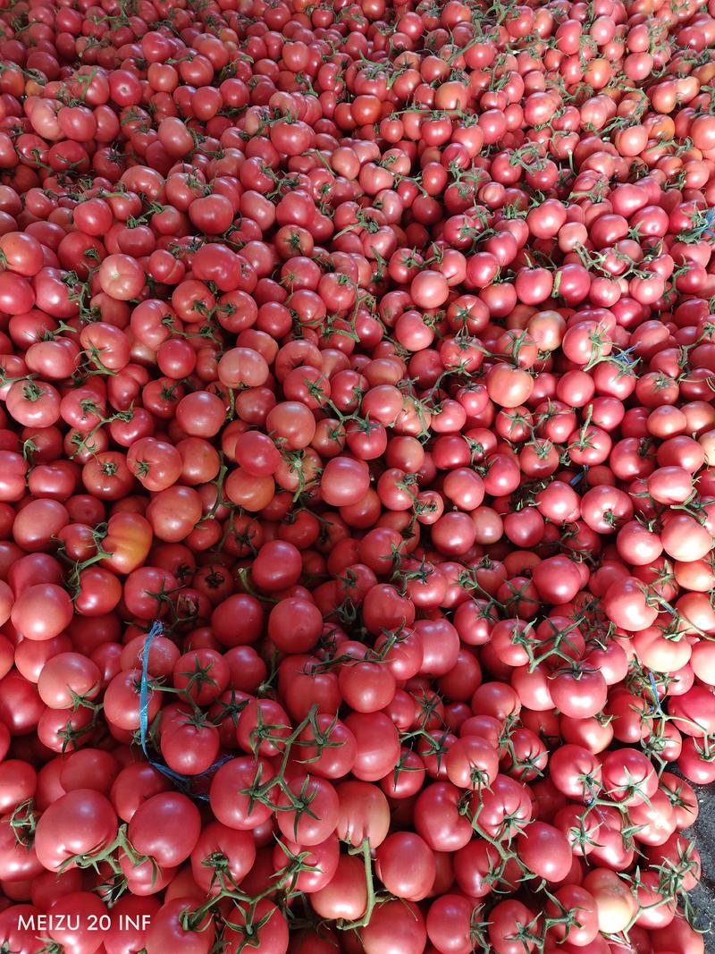 费县硬粉西红柿大量供应，美团，多多河马商超电商欢迎下单