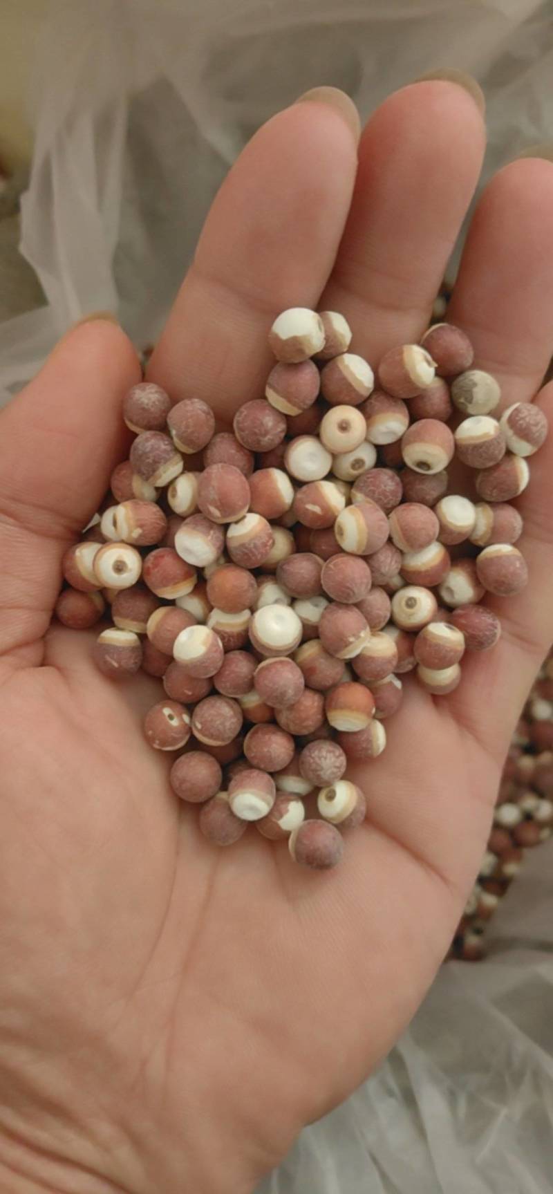 山东菏泽芡实芡实米，大量现货，鲁舜泽中药材商行