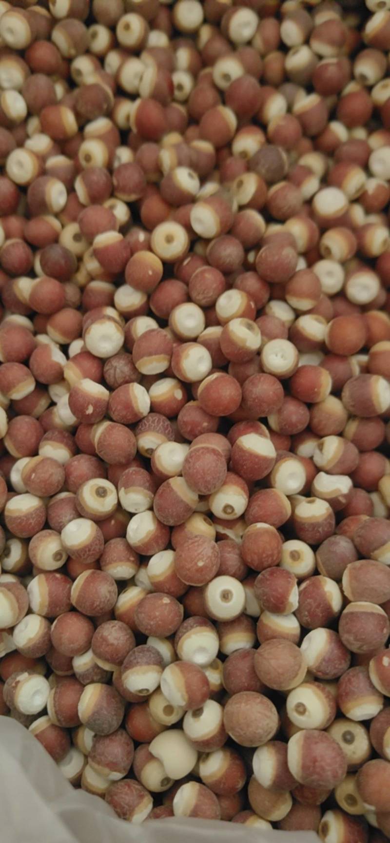 山东菏泽芡实芡实米，大量现货，鲁舜泽中药材商行