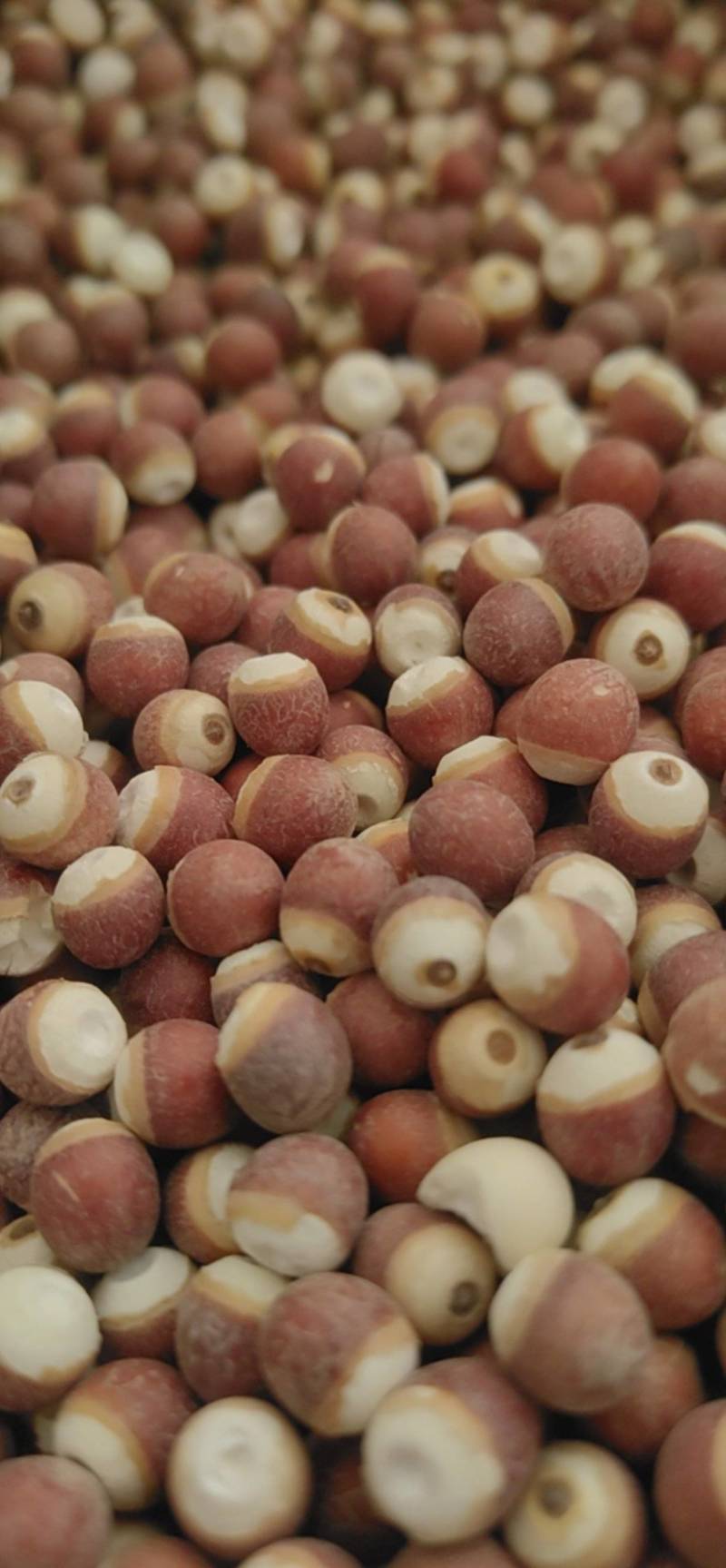 山东菏泽芡实芡实米，大量现货，鲁舜泽中药材商行