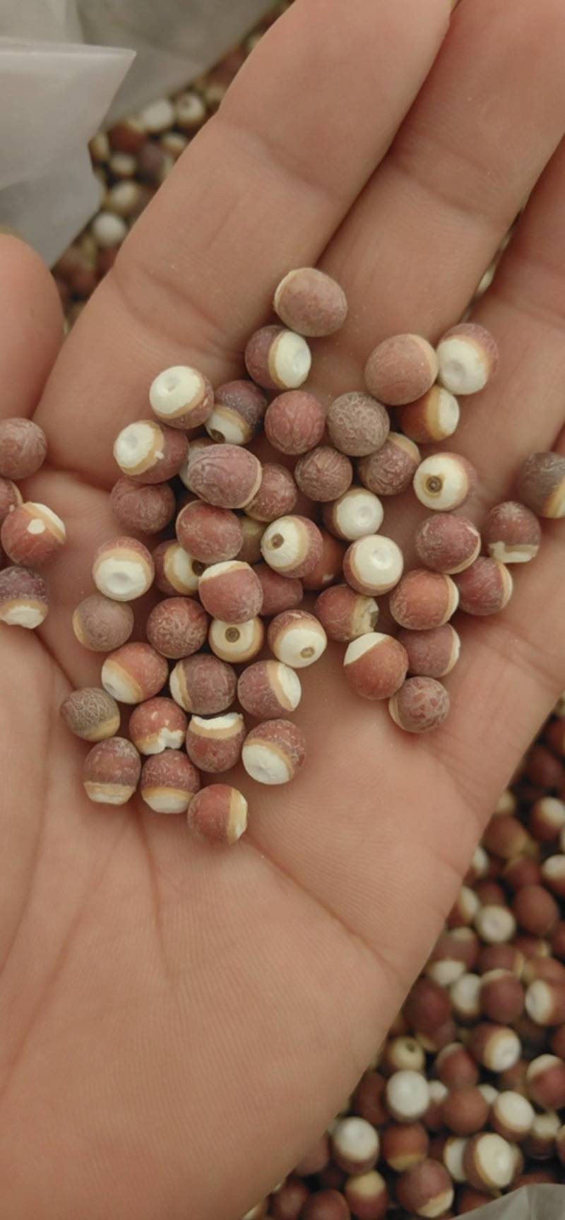 山东菏泽芡实芡实米，大量现货，鲁舜泽中药材商行