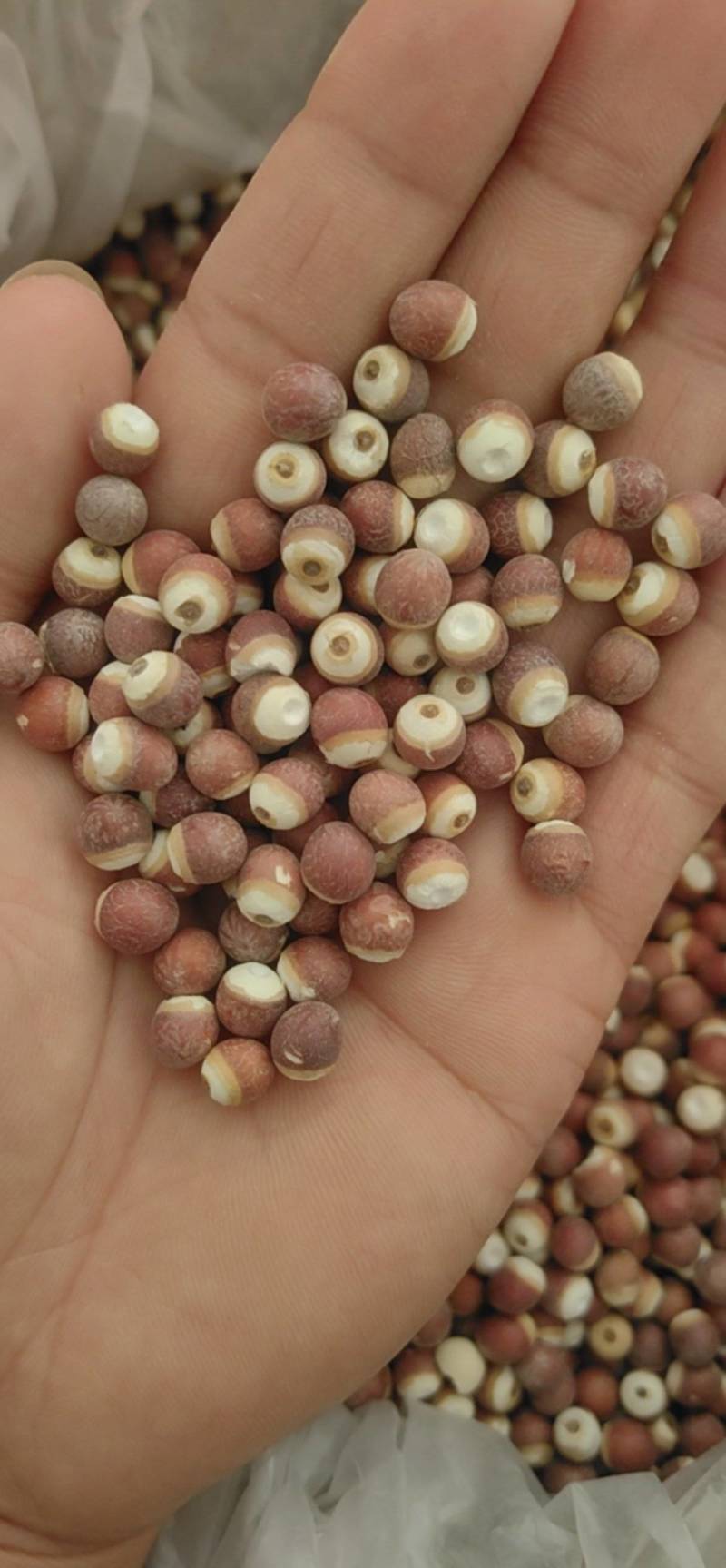 山东菏泽芡实芡实米，大量现货，鲁舜泽中药材商行
