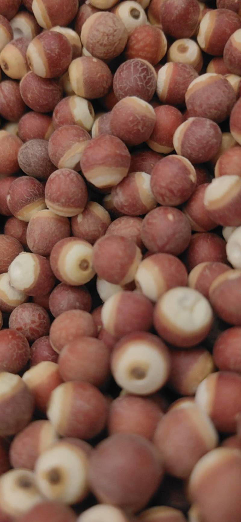 山东菏泽芡实芡实米，大量现货，鲁舜泽中药材商行